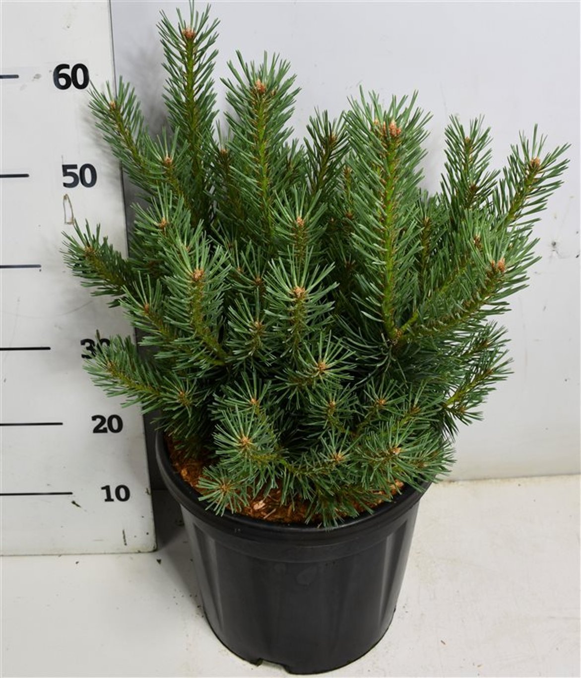 Pinus sylv. 'Watereri' - C12 50-60 CM
